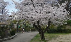 日本高端體驗之旅5晚6天圖片