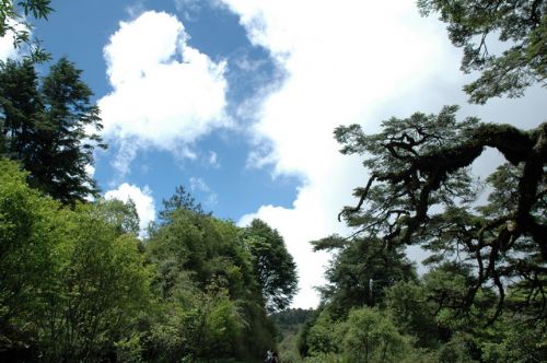 阿里山的風景美如畫圖片